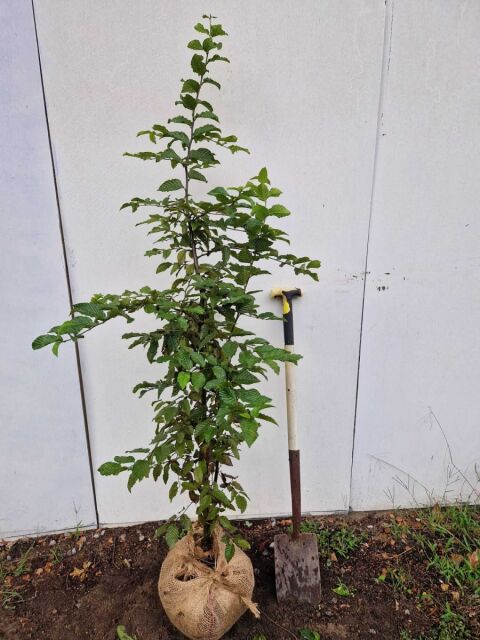 Rotbuche 150/175 cm Ballenware