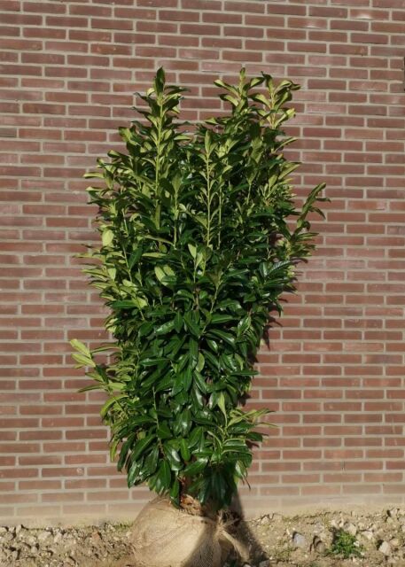 Kirschlorbeer Genolia 180/200 cm pflanzenabholen.de