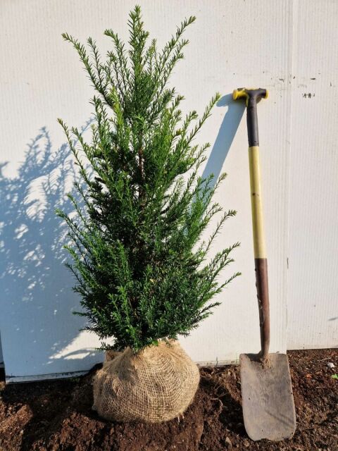 Eibe - Taxus baccata 80/100 cm SOMMER SORTIMENT