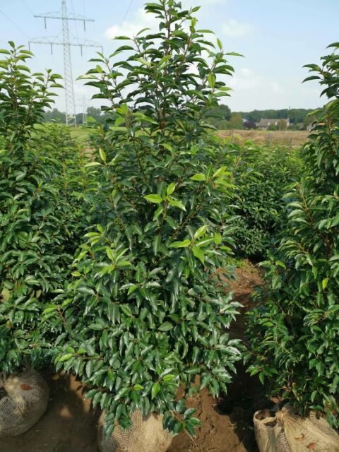 Portugiesischer Kirschlorbeer Angustifolia 150/175 cm pflanzenabholen.de