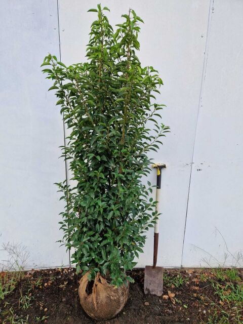 Portugiesischer Kirschlorbeer Angustifolia 150/175 cm