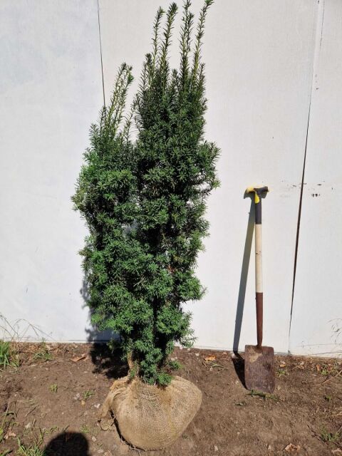 Taxus media Hicksii 140/160 cm