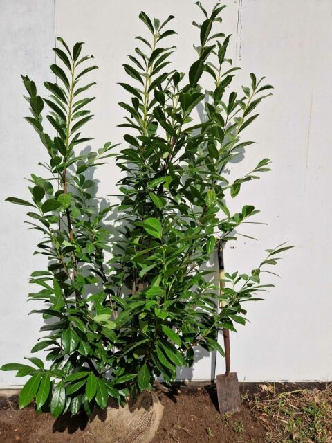 Kirschlorbeer Novita 160/180 cm