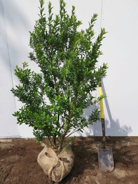 Ilex maximowicziana var. Kanehirae 120/140 cm