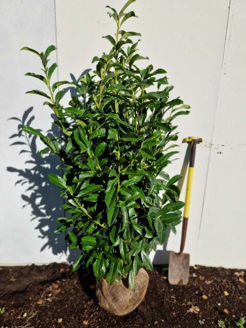 Kirschlorbeer Genolia 125/150 cm SOMMER SORTIMENT