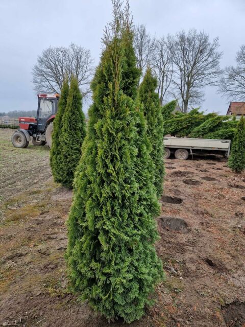 Thuja Smaragd Lebensbaum 200/220 cm buschig - ab 8. September 2025 wieder lieferbar