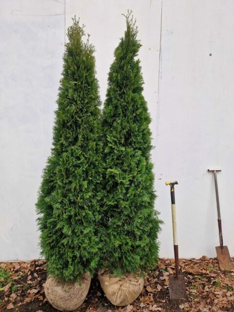 Thuja Smaragd Lebensbaum 200/220 cm