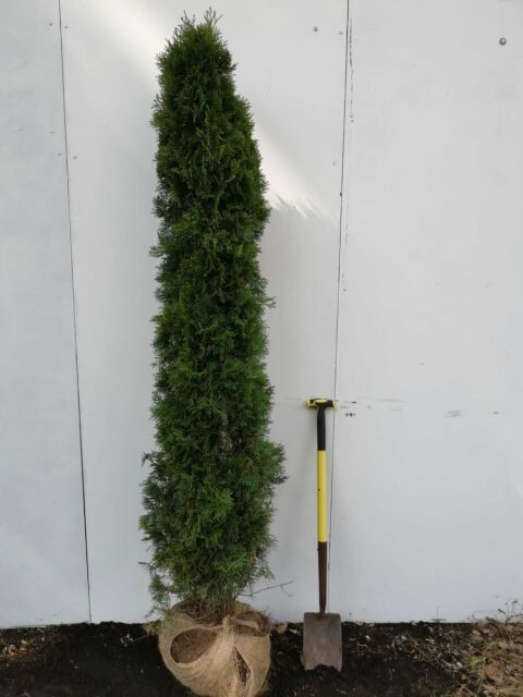 Thuja Smaragd Lebensbaum 200/220 cm