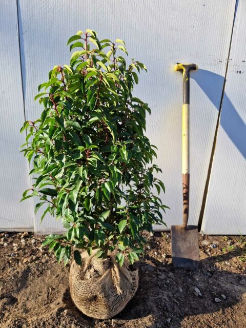 Portugiesischer Kirschlorbeer Angustifolia 80/100 cm SOMMER SORTIMENT