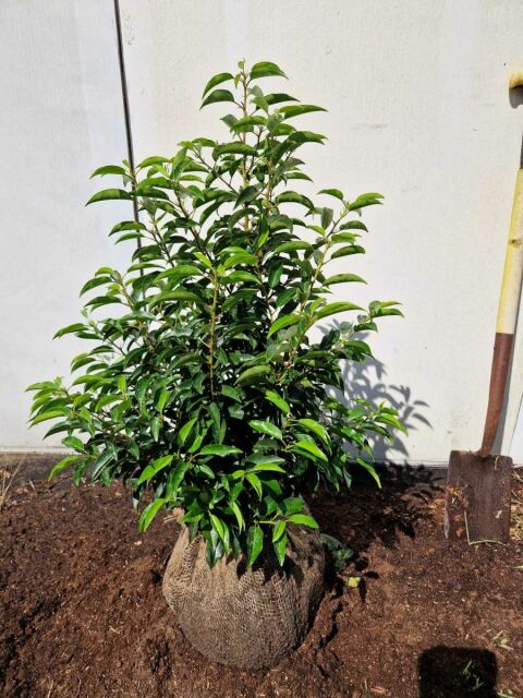 Portugiesischer Kirschlorbeer Angustifolia 80/100 cm