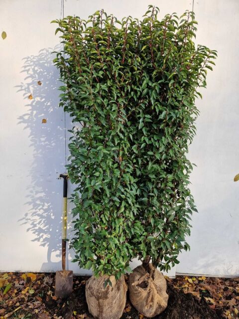 Portugiesischer Kirschlorbeer Angustifolia 180/200 cm - ab 8. September 2025 wieder lieferbar