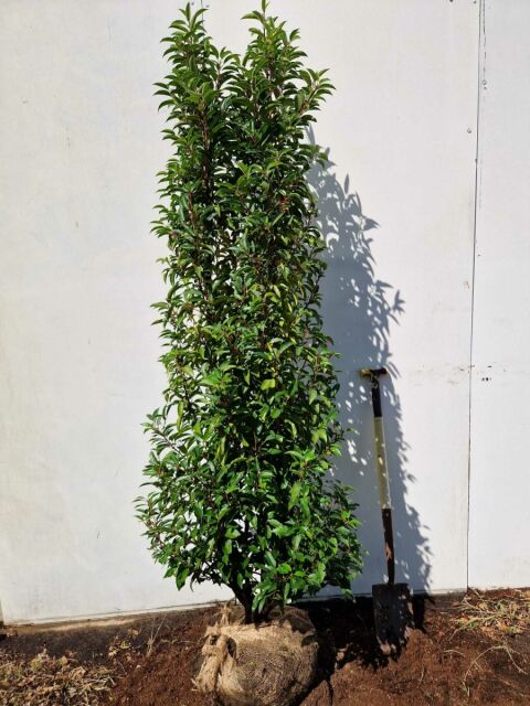 Portugiesischer Kirschlorbeer Angustifolia 180/200 cm