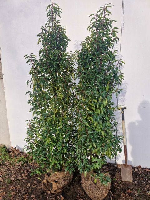 Portugiesischer Kirschlorbeer Angustifolia 180/200 cm