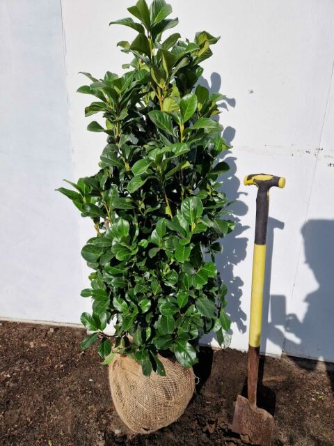 Kirschlorbeer Etna 120/140 cm