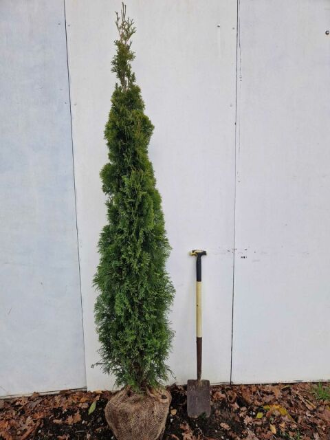 Thuja Smaragd Lebensbaum 180/200 cm SOMMER SORTIMENT