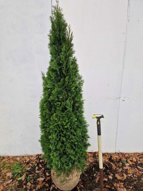 Thuja Smaragd Lebensbaum 180/200 cm