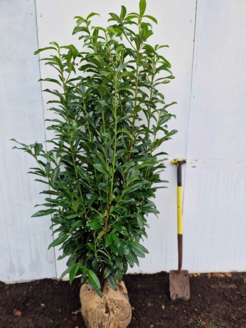 Kirschlorbeer Genolia 150/175 cm SOMMER SORTIMENT