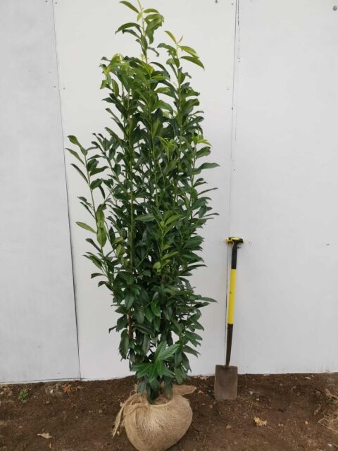 Kirschlorbeer Genolia 175/200 cm SOMMER SORTIMENT