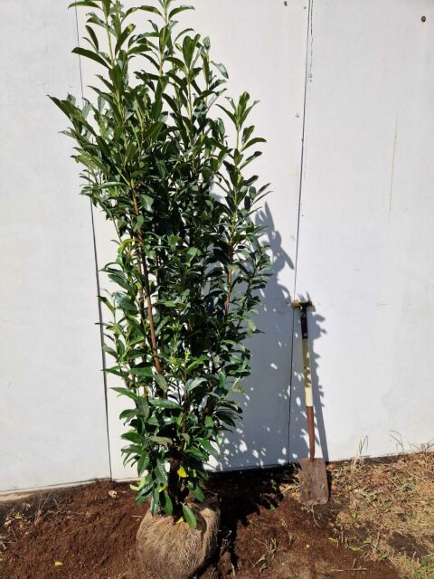 Kirschlorbeer Genolia 175/200 cm