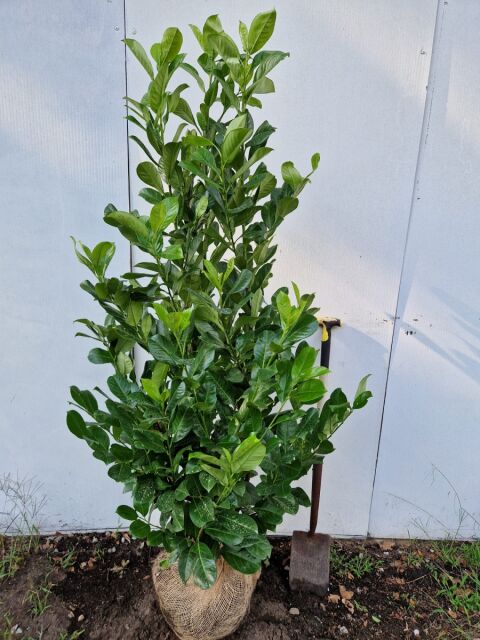 Kirschlorbeer Rotundifolia 150/175 cm