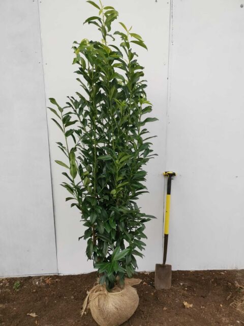 Kirschlorbeer Genolia 160/180 cm