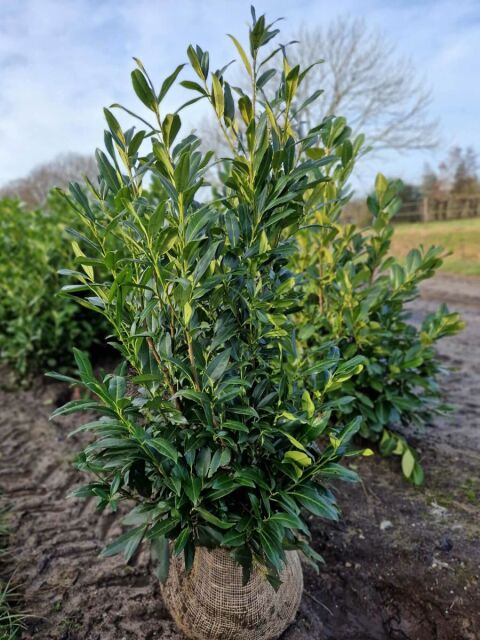 Kirschlorbeer Herbergii 125/150 cm - ab 8. September 2025 wieder lieferbar