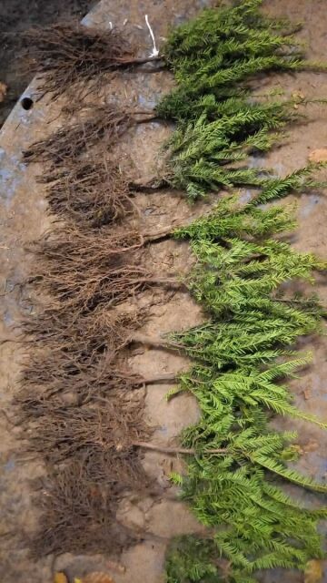 Eibe - Taxus baccata 20/30 cm Wurzelware