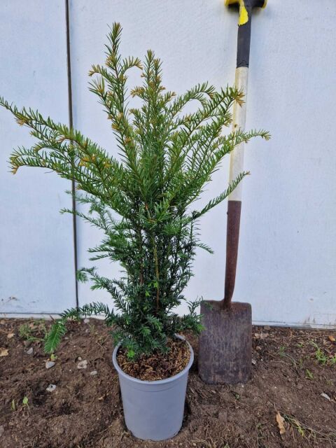 Eibe - Taxus baccata 40/60 cm Topf