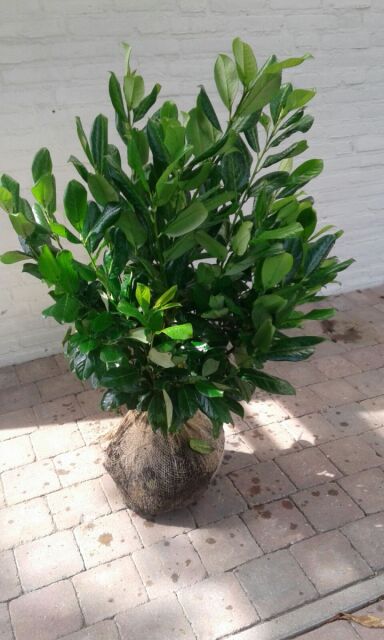 Kirschlorbeer Rotundifolia 80/100 cm ab 1. September 2023 wieder lieferbar