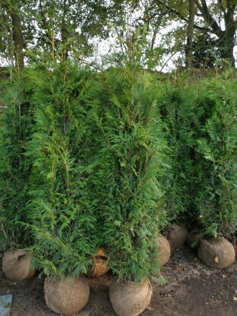 Thuja plicata Martin 220/240 cm