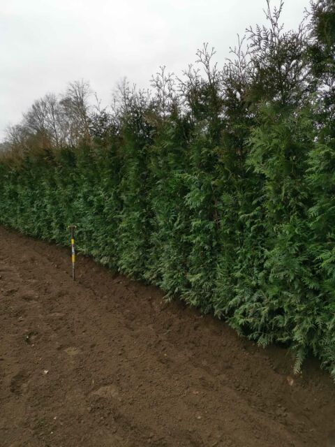 Thuja plicata Excelsa 250/275 cm - ab 1. Oktober 2025 wieder lieferbar