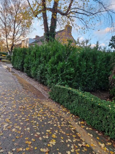 Thuja plicata Atrovirens 250/275 cm - SOMMER SORTIMENT