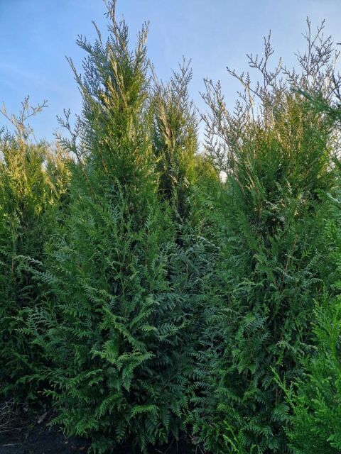 Thuja plicata Atrovirens 250/275 cm
