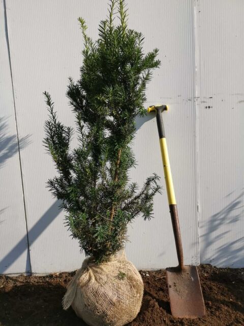 Taxus media Hicksii 100/120 cm - ab 8. September 2025 wieder lieferbar