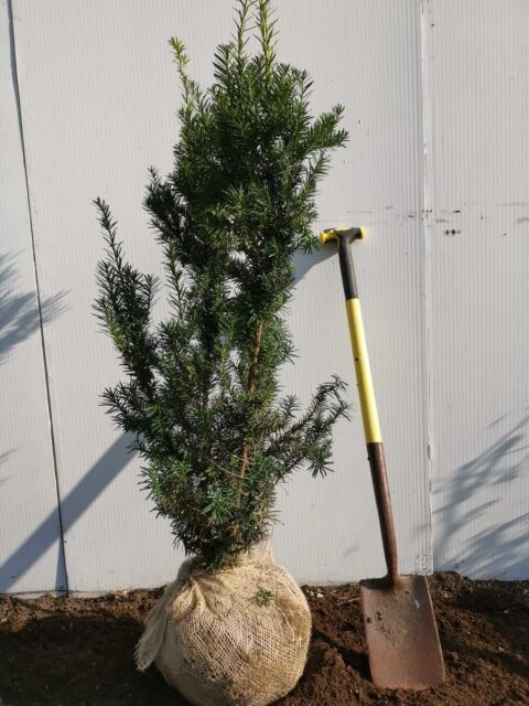 Taxus media Hicksii 100/120 cm - SOMMER SORTIMENT