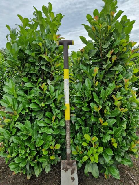 Kirschlorbeer Etna 140/160 cm  - extra buschig - ab 8. September 2025 wieder lieferbar