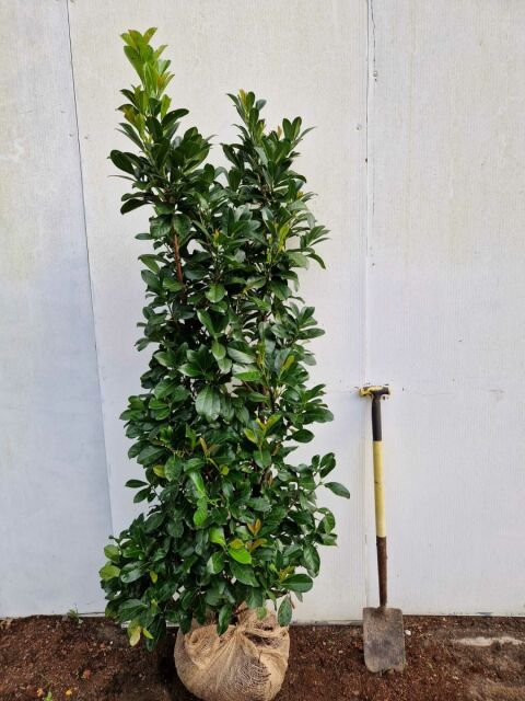 Kirschlorbeer Etna 160/180 cm - ab 8. September 2025 wieder lieferbar