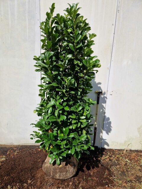 Kirschlorbeer Etna 160/180 cm