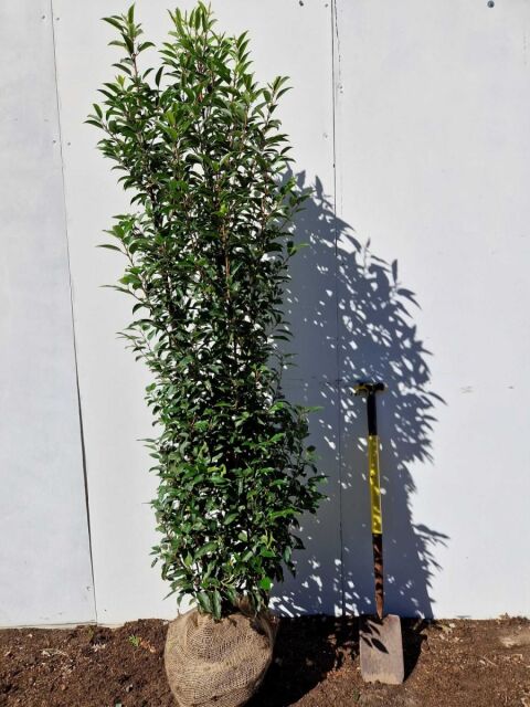 Portugiesischer Kirschlorbeer Angustifolia 200/220 cm - ab 8. September 2025 wieder lieferbar