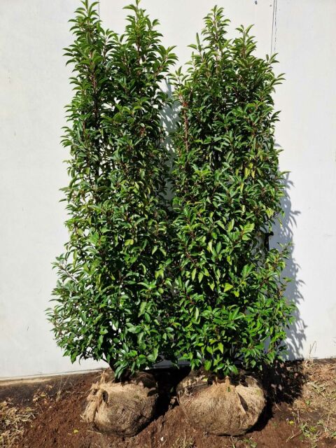 Portugiesischer Kirschlorbeer Angustifolia 200/220 cm