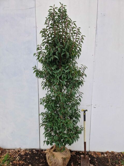 Portugiesischer Kirschlorbeer Angustifolia 200/220 cm