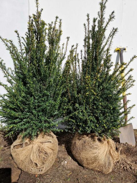 Eibe - Taxus baccata 100/120 cm extra dicht - SOMMER SORTIMENT
