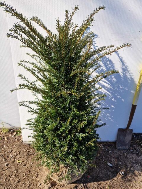Eibe - Taxus baccata 100/120 cm extra dicht SOMMER SORTIMENT