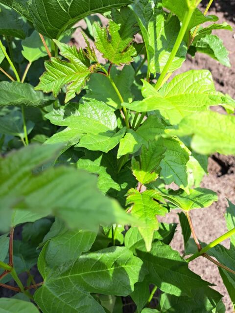 Gemeiner Schneeball - Viburnum Opulus 60/100 cm Wurzelware