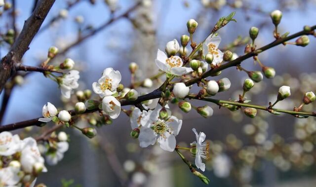 Schlehe - Prunus spinosa 60/80 cm Wurzelware