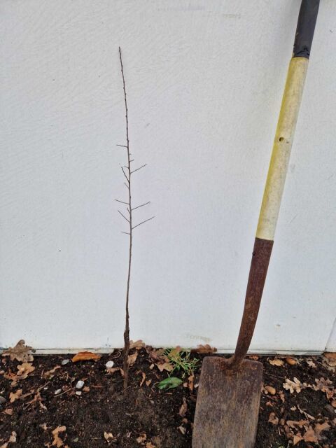 Schlehdorn - Prunus spinosa 60/100 cm Wurzelware