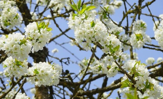 Vogelkirsche - Prunus avium 60/100 cm Wurzelware - ab 14. November 2025 lieferbar