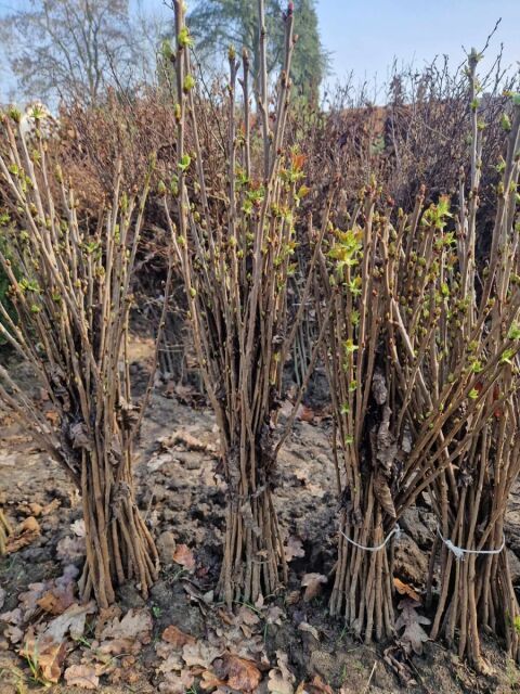 Vogelkirsche - Prunus avium 60/100 cm Wurzelware