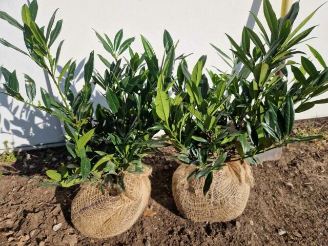 Kirschlorbeer Otto Luyken 40 cm SOMMER SORTIMENT