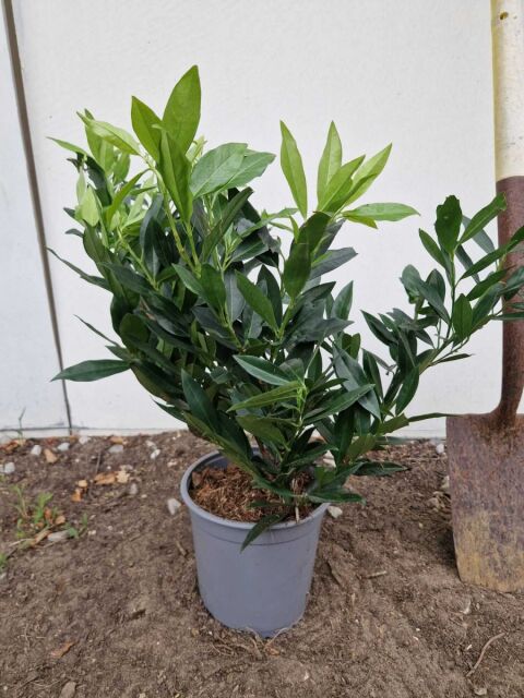 Kirschlorbeer Otto Luyken 30/40 cm Topf
